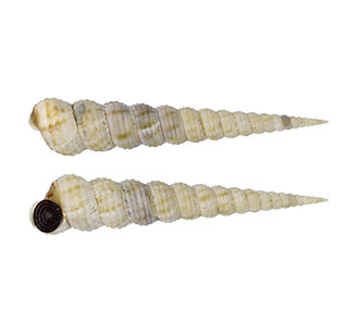 Find the largest Eglisia shells in WRS-Shells database