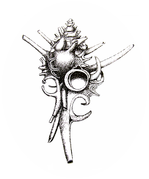 records for shell sizes