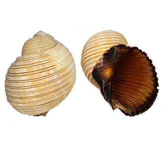 Find the largest Tonna shells in WRS-Shells database